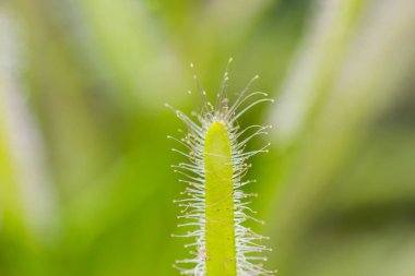 Drosera Capensis yakından görmek.
