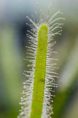Drosera Capensis yakından görmek.
