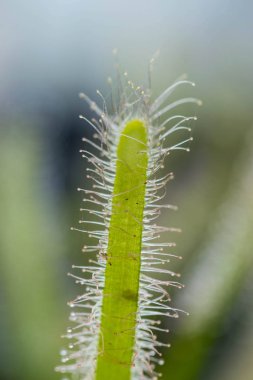 Drosera Capensis yakından görmek.