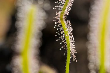 Drosera Capensis yakından görmek.