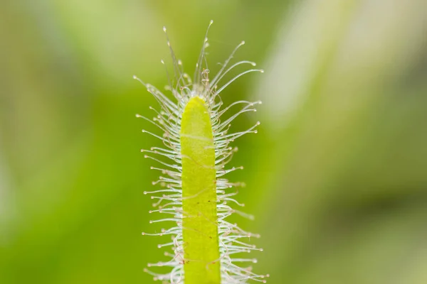 Drosera Capensis kiadványról. — Stock Fotó