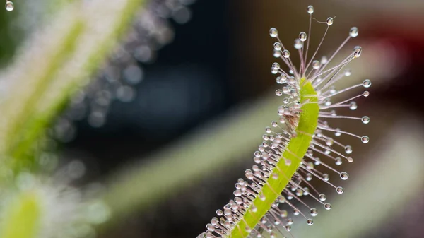 Drosera Capensis yakından görmek.
