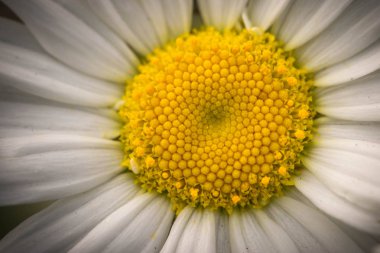 Oxeye Daisy'i yakın macrophotography.
