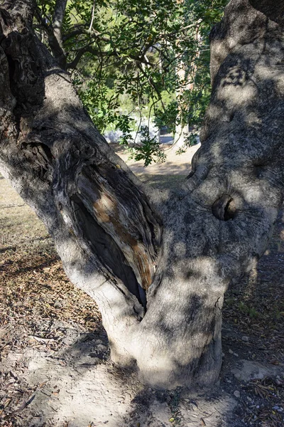 Ceratonia siliqua w parku San Vicente de Liria, Walencja — Zdjęcie stockowe