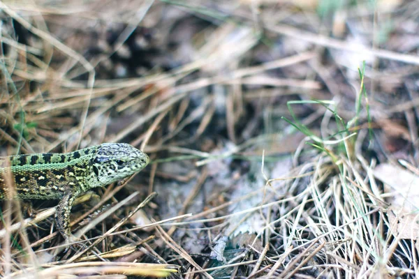 Lézard Dans Forêt — Photo