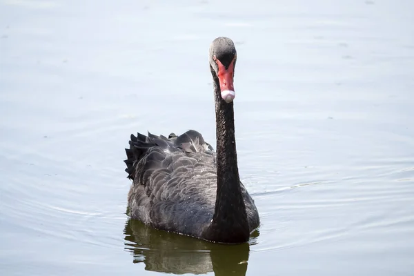Cisne negro en el agua — Foto de Stock