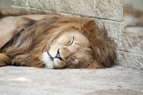 Tired Lion sleeping