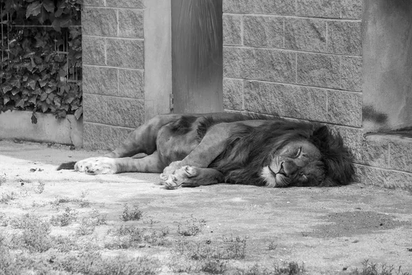 Lion fatigué dormant — Photo