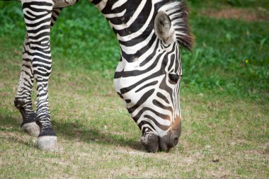 Zebra kafa closeup