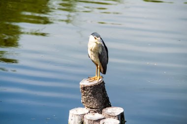 Bir gövde üzerinde duran gece balıkçılı