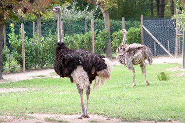 Bir hayvanat bahçesi iki deve kuşu