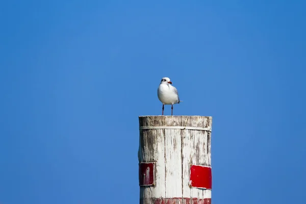 นกนางนวลยืนอยู่บนเสาโลมาไม้ — ภาพถ่ายสต็อก