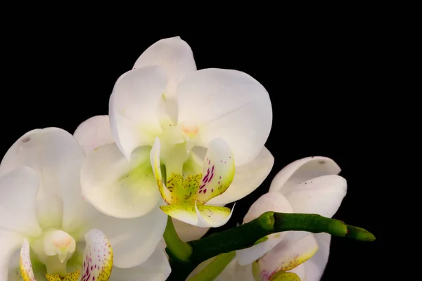 Fehér orchidea fekete háttér — Stock Fotó