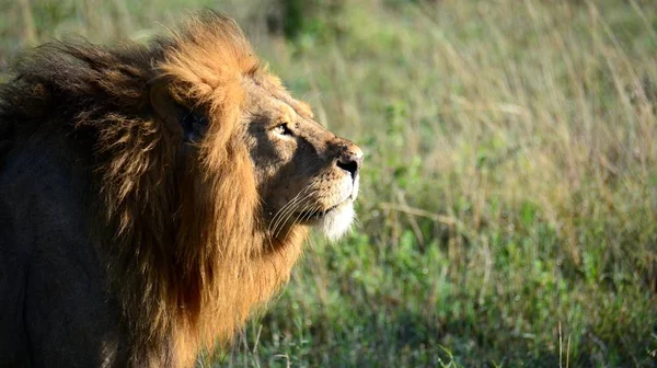 Львиная голова в Африке Серенгети — стоковое фото