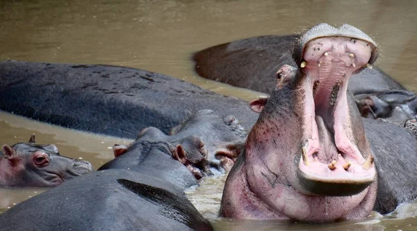 Hippo viser sine tænder - Stock-foto