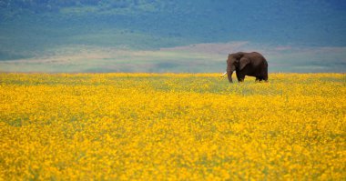 Olifant in bloemen