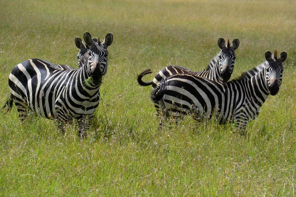 Vier zebra's — Zdjęcie stockowe
