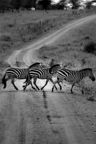 Três Zebras estão atravessando a estrada — Fotografia de Stock