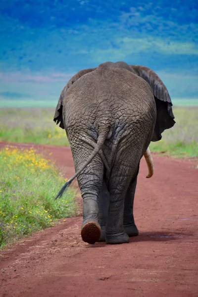Elephant walks away