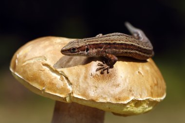 viviparous kertenkele mantar üzerinde tadını çıkarma