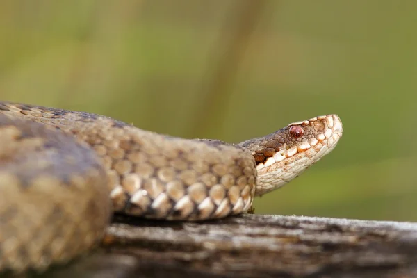 Närbild på kvinnliga Vipera berus — Stockfoto