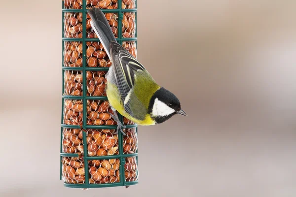 Great tit hanging on peanut feeder — Stock Photo, Image