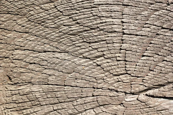 Hart hout van eiken stomp — Stockfoto