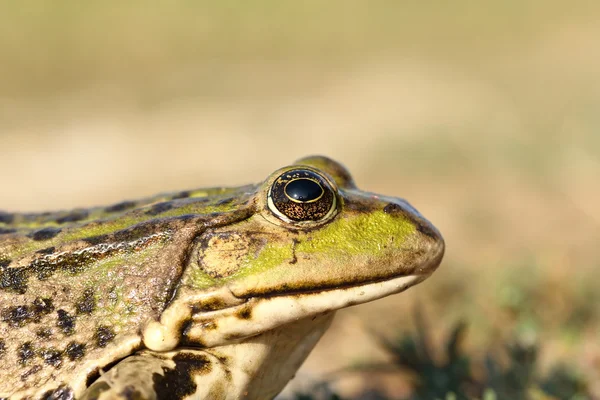Портрет болотної жаби — стокове фото