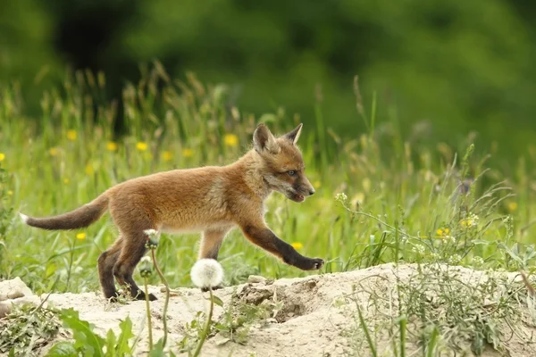 Młodych red fox spaceru — Zdjęcie stockowe
