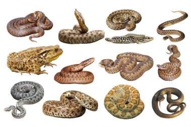 herpetofauna üzerinde beyaz koleksiyonu