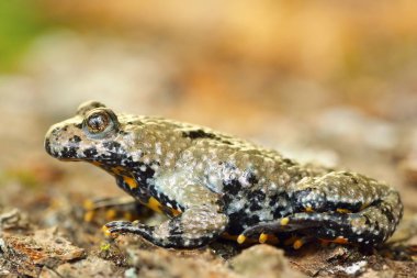 Bombina variegata görüntüsünü makro