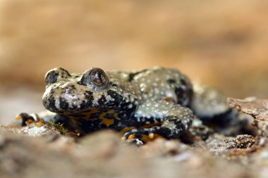 Sarı karınlı kurbağa makro görüntü