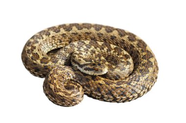 Vipera ursinii beyaz üzerinde