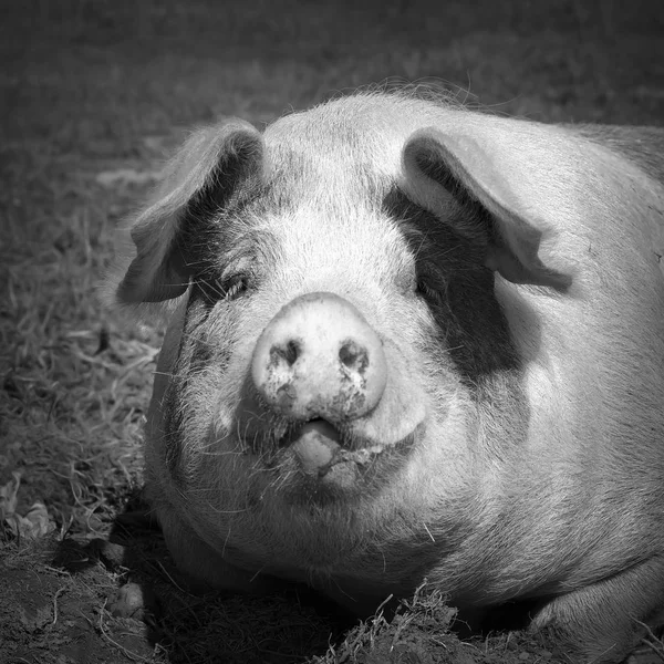 Retrato preto e branco de porco doméstico — Fotografia de Stock