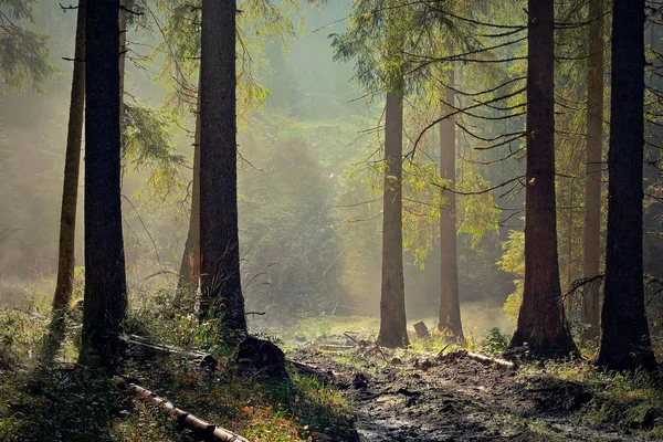 Красивый свет в еловом лесу — стоковое фото