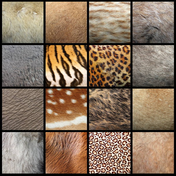 animal pelts collection