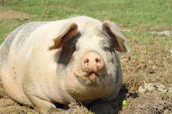 Closeup of huge sow — Stock Photo, Image