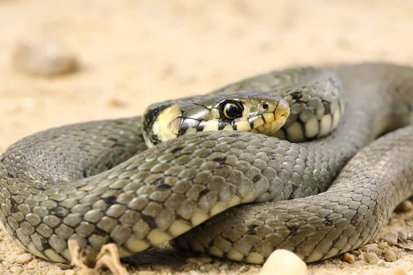 Detail of grass snake — Stock Photo, Image