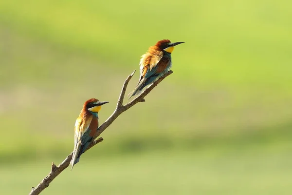 European bee eaters perched on branch — Stock Photo, Image