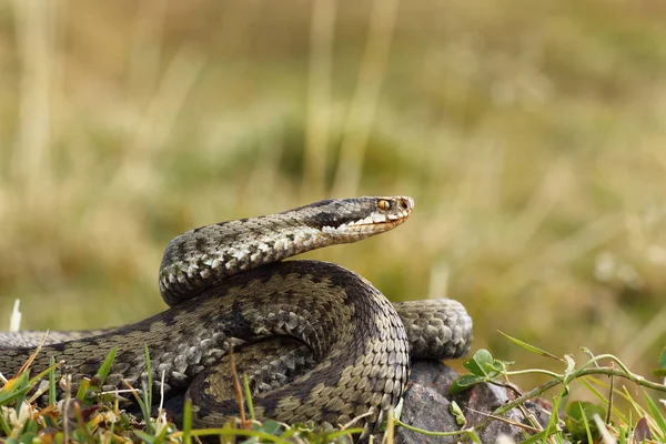 Vrouwelijke gemeenschappelijk adder klaar stakingsrecht — Stockfoto