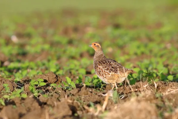 Patrijs op geploegd land — Stockfoto