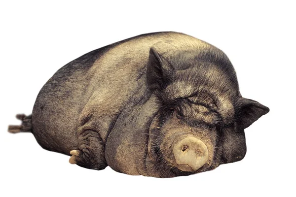 격리 된 거 대 한 돼지 — 스톡 사진