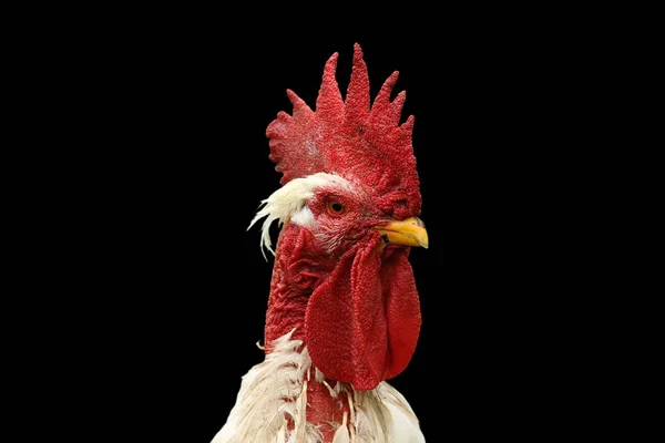 Potret ayam putih yang terisolasi — Stok Foto