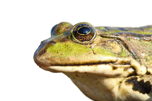 Retrato isolado de sapo-de-pântano — Fotografia de Stock