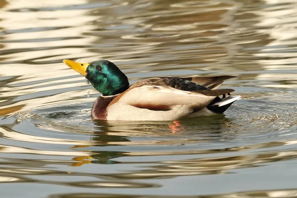 Jantan mallard bebek di atas air jernih — Stok Foto