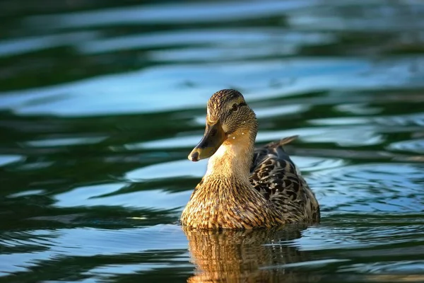 Mallard duck op blauwe meer — Stockfoto