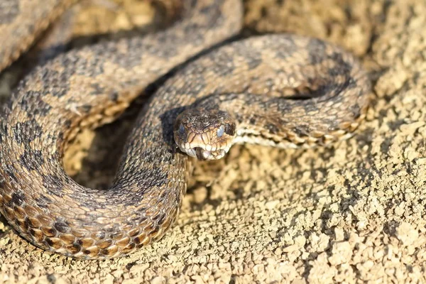 Meadow adder hatched from hibernation — Stock Photo, Image