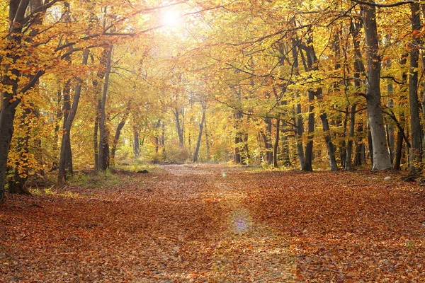 Caminho pedestre na floresta de outono — Fotografia de Stock