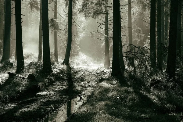 Luz da manhã na floresta de abeto — Fotografia de Stock