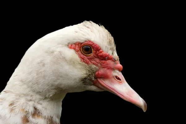 Portrait of muscovy duck on black — Stock Photo, Image